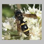 Symmorphus bifasciatus - Lehmwespe 11.jpg